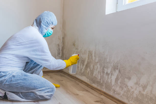 Licensed Mold Testing service in Williamston, MI - WQB Mold Removal