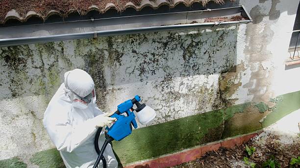 Top rated local Mold Testing specialists in Williamston, MI